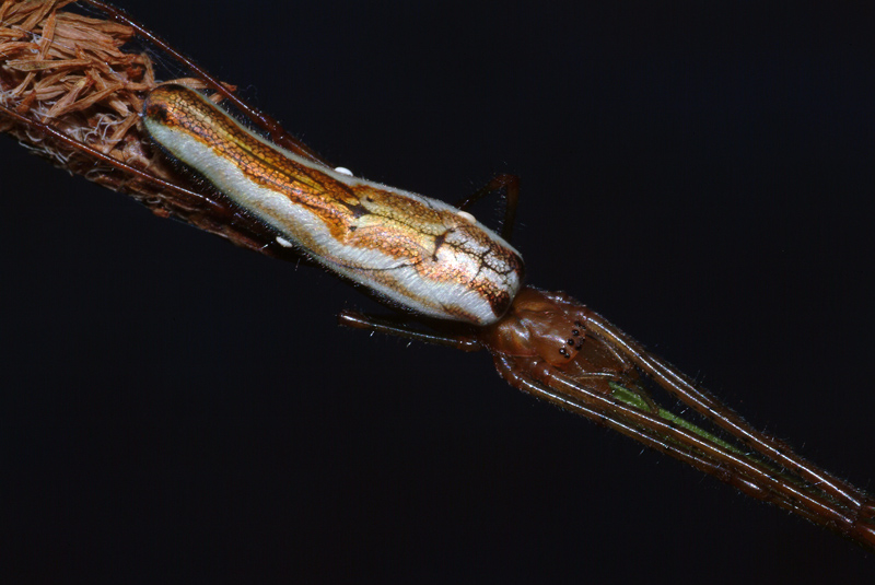 Tetragnatha sp.